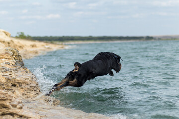 Rottweiler jumping into water
