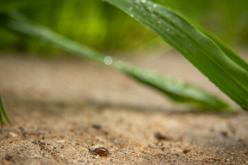 Tiny snail