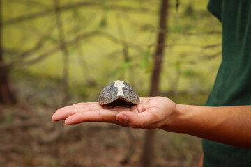 hand holding turtle shell