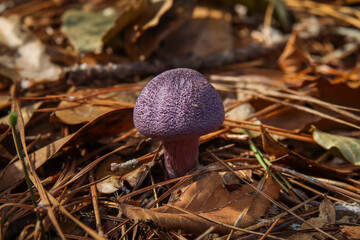 Purple mushroom on the ground