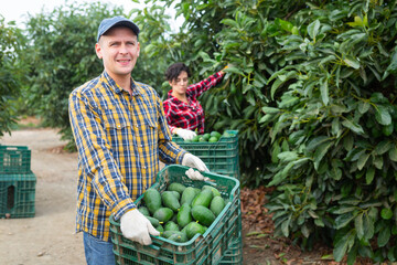 Positive adult european farmer picking carefully ripe avocado on plantation