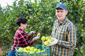 Two farmers, man and woman, are harvesting lemons together in an orchard