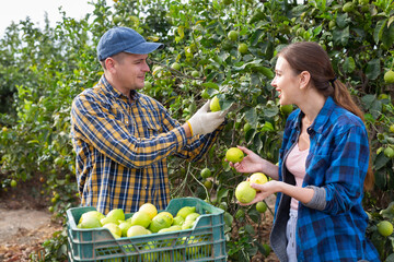 Two farmers, man and woman, are harvesting lemons together in an orchard