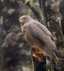 Fototapeta premium The roadside hawk (Rupornis magnirostris) in Corcovado National Park, Costa Rica