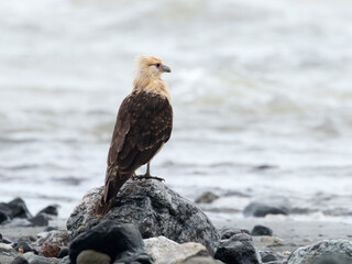 The Yellow-headed Caracara  (Daptrius chimachima), Corcovado national park, Costa Rica