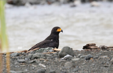 The mangrove Black-hawk (Buteogallus subtilis) fishing on the beach, Costa Rica