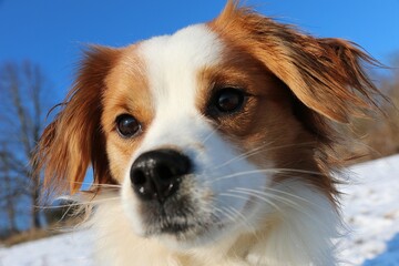 Fototapeta premium beautiful head portrait of a brown and white mixed dog 