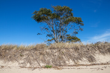 Tree growing out of the sand dunes