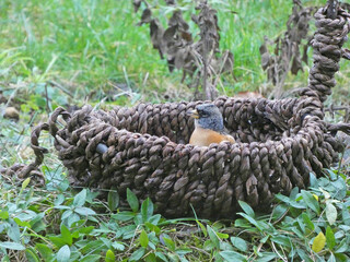 bird in the woods