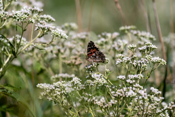 A Painted Lady butterfly getting nectar from milkweed. 