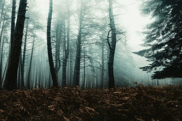 Bosque con niebla