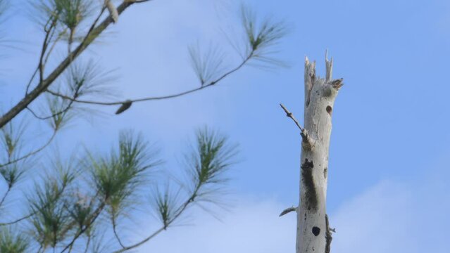 a tall standing dead tree at the edge of a pine wood land forest or savannah provides safe habitat for insects and birds in hollowed out cavities