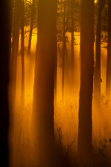 Golden Fog Woods 1 (portrait orientation)