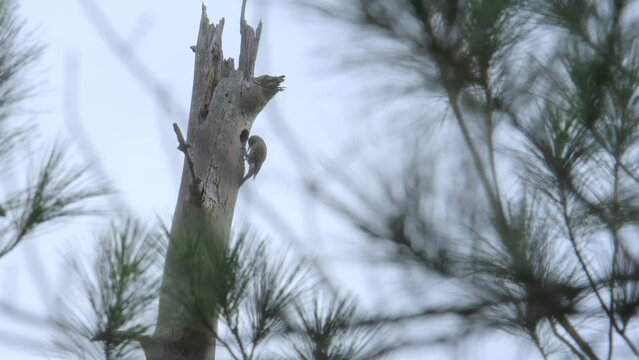 red headed woodpecker bringing foraged food such as insects back to its brood inside a nesting cavity in a dead standing tree at the edge of a pine savannah