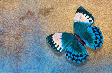 Fototapeta na wymiar bright tropical blue morpho butterfly on a blue and gold background