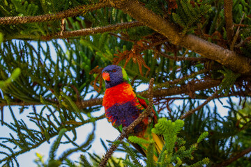Lorikeet I