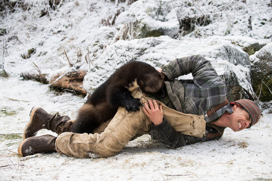 Wolverine (Gulo gulo) attacking a man in snow, Haines, Alaska, USA