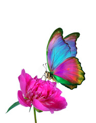 Fototapeta na wymiar bright tropical morpho butterfly on pink peony flower in dew drops isolated on white. 