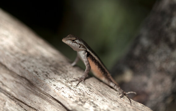 A small lizard sunbathes in the Mayan city of Coba, Yucatan Peninsula, Mexico