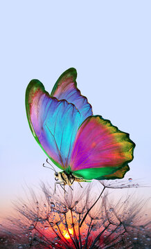 Fototapeta Morpho butterfly and dandelion. Seeds of a dandelion flower in drops of water on a background of sunrise