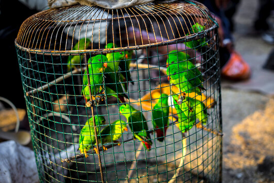 BALI. INDONESIA. Birdie selling.