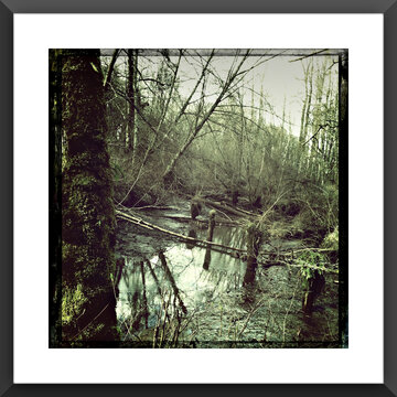 tidal stream through riparian forest