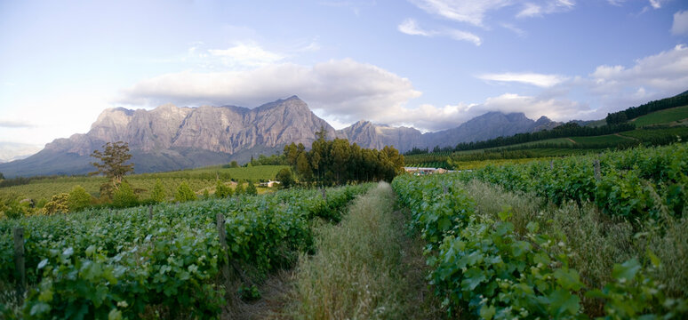 A wine vineyard below the Drakenstein mountains in the Banhoek Valley, near Stellenbosch, South Africa.