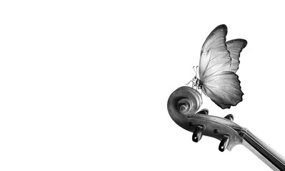 violin fretboard. melody concept. tropical morpho butterfly on violin neck isolated on white. black and white. music concept. copy space © Oleksii