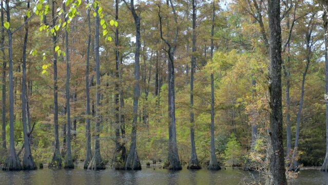 Cypress swamp banks along the edge of the wetland pond, flooded impoundment acreage full of deciduous trees with fall colors on leaf canopy of red and yellow foliage.