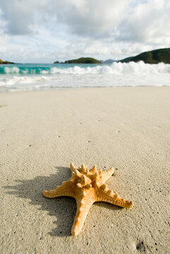 A starfish on the beach in Cinnamon Bay in Virgin Islands National Park, St. John.