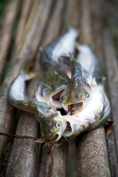 Fish from the Sinoe River