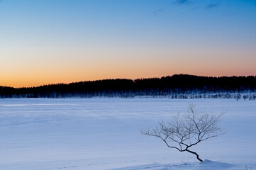 冬の夜明けの雪原の木。