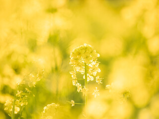 光り輝く菜の花