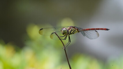 close up of a dragonfly on a branch