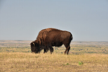 Buffalo Grazing on Prairie Grasses in South Dakota