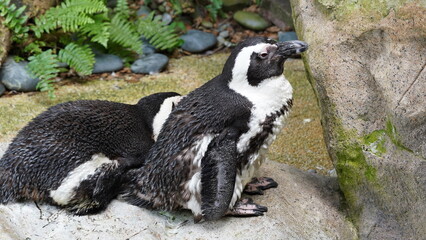 JackassPenguin|AfricanPenguin|Spheniscus demersus|斑嘴環企鵝|南非企鵝