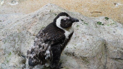 JackassPenguin|AfricanPenguin|Spheniscus demersus|斑嘴環企鵝|南非企鵝