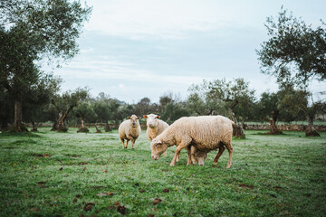 Shot of a peaceful flock of sheep eating grass in the country side in Spain