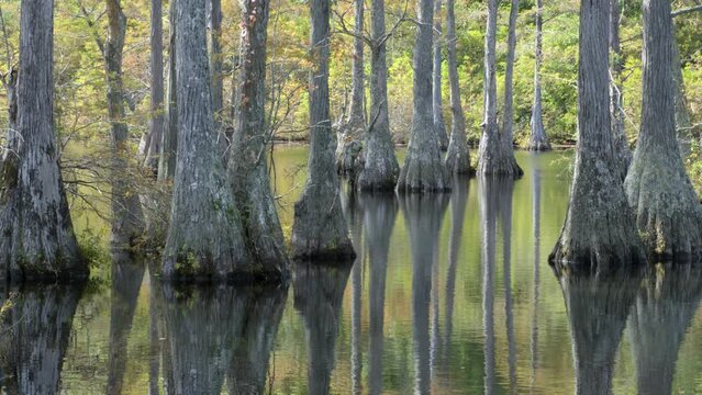 Mostly still topwater in cypress swamp minus a few ripples and flow of natural river and stream in a flooded impoundment of a mill pond creating a flooded swamp wetland marsh habitat