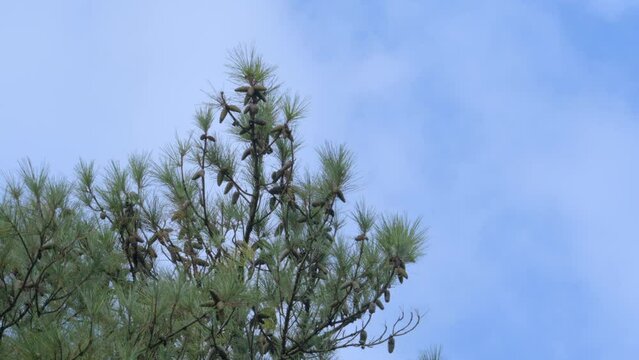 The very top of a loblolly long leaf evergreen pine tree canopy with green needles and bursting w seed cones that feed birds and propagate the species