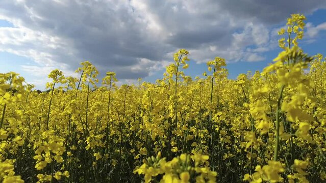 The rapeseed flower.The Sinapis arvensis detail of Diplotaxis flowering rapeseed canola or colza in latin Brassica Napus, plant for green energy and oil industry, rape seed on green grass background