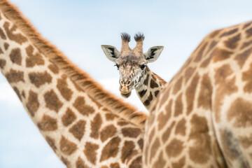 Obraz premium Giraffes in Tanzania