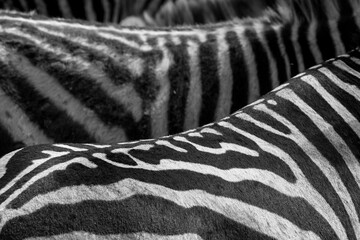 Obraz na płótnie Canvas Zebra closeup