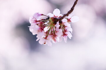 春の訪れと美しい桜