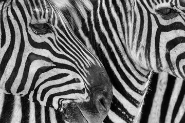 Obraz na płótnie Canvas Zebra closeup