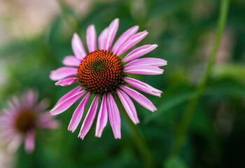 cone flower daisy purple pink summer bloom happy