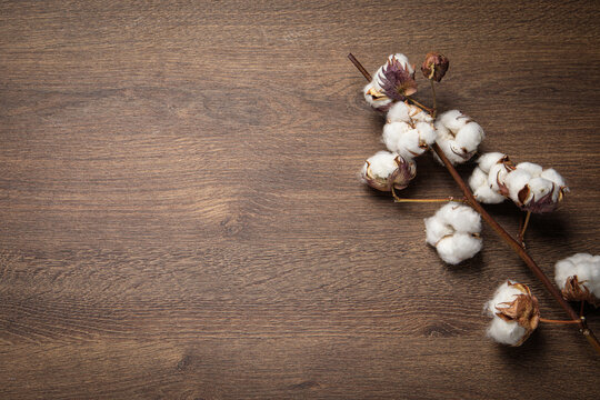 Dry cotton branch with fluffy flowers on wooden table, flat lay. Space for text