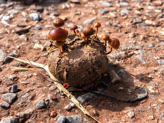 Brown mushrooms on horse feces closeup and selective focus. Macro