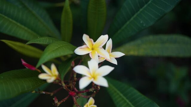 Beautiful Plumeria Flowers Known as Kamboja Flowers are Bloom with Yellow and White Color
