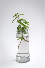 Mint leaf in water container. Propagation process. On white background.